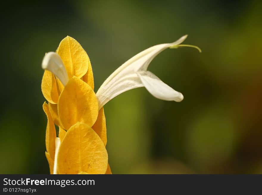 Beautiful flower on the green background