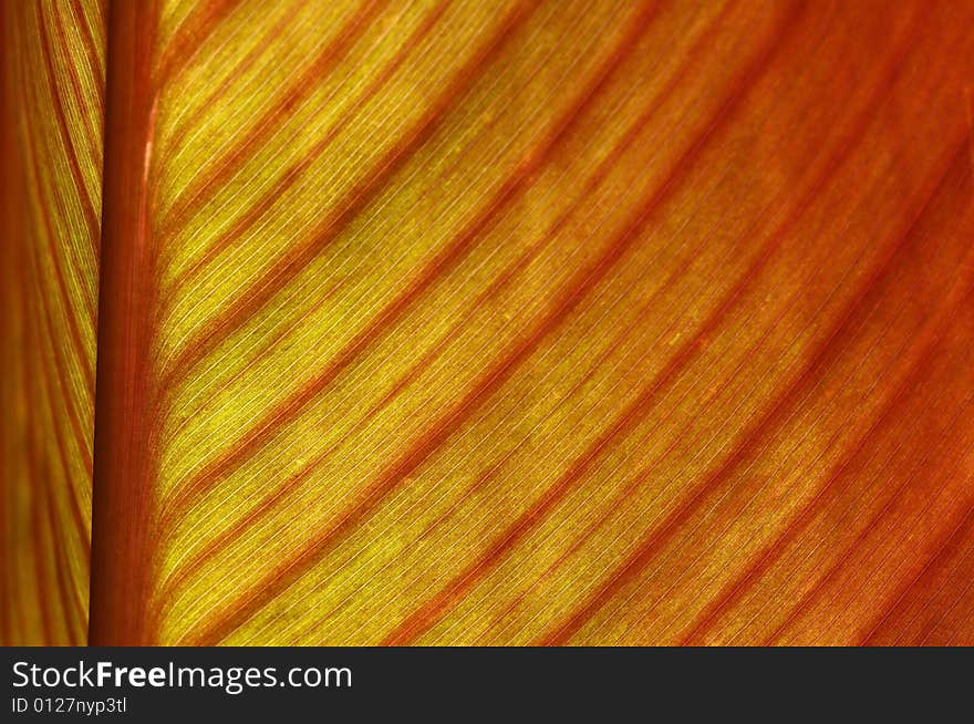 Detail of beautiful red leaf