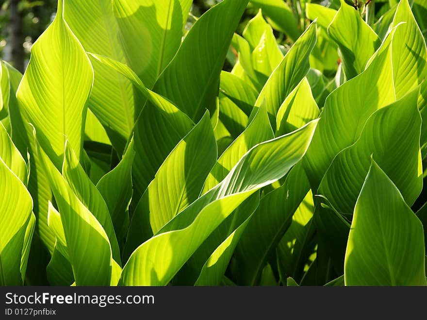 Beautiful green leaves and sunlight