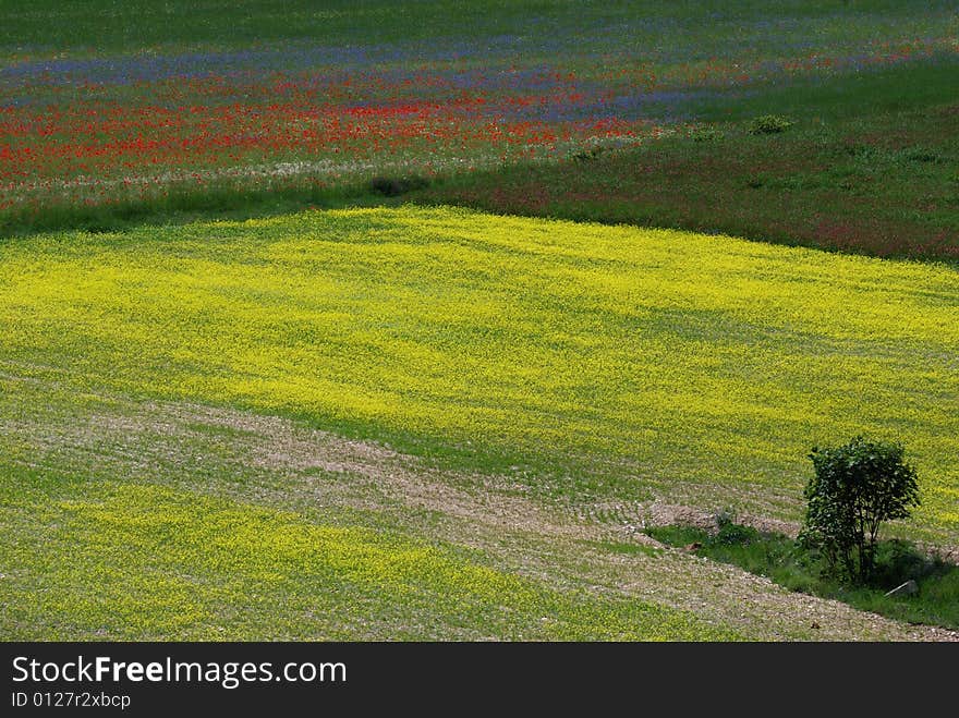 with the flowering the nature make a beautiful oil painting. with the flowering the nature make a beautiful oil painting.