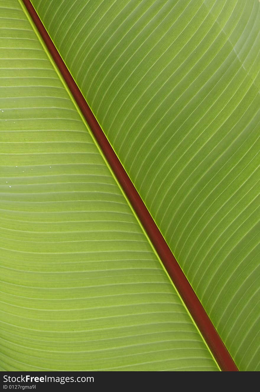 Beautiful detail of green leaf. Beautiful detail of green leaf