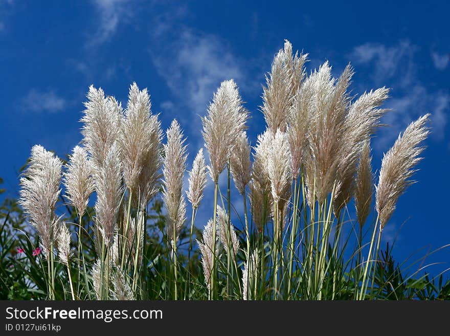 Grass on a sky