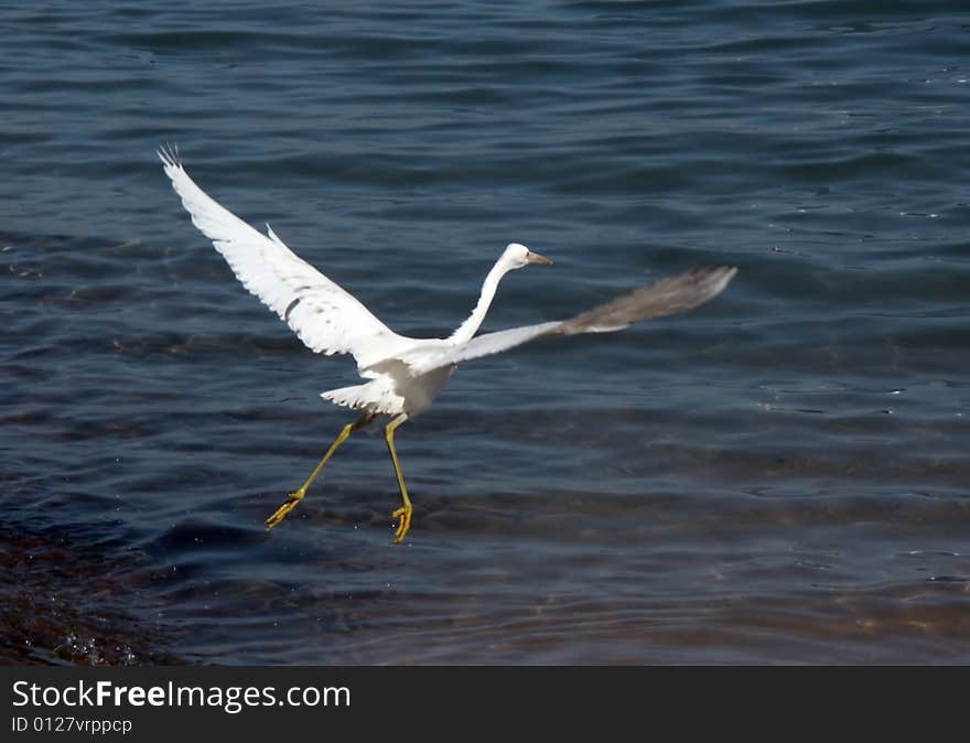 Starting bird