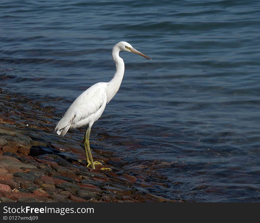 Bird hunting at the sea. Bird hunting at the sea