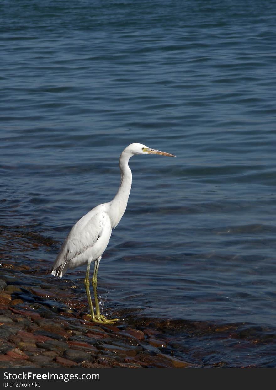 Bird hunting at the sea. Bird hunting at the sea