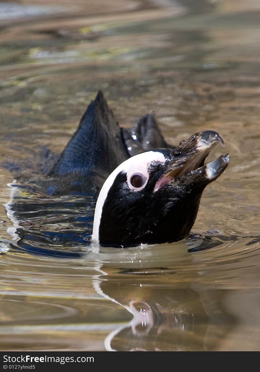 Penguin taking a swim in his pool. Penguin taking a swim in his pool