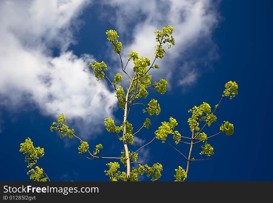 Branch with green leaves on blue sky background