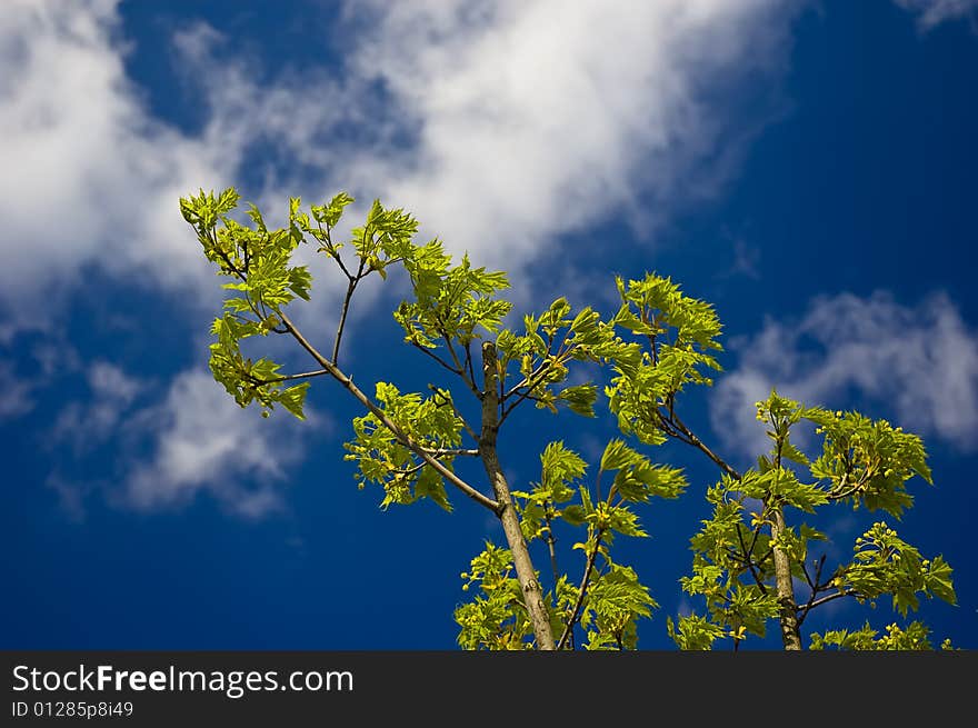 Branch with green leaves on blue sky background