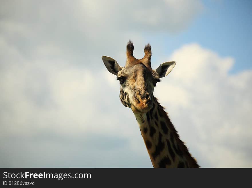 Portrait of a giraffe against the sky Kenya Africa