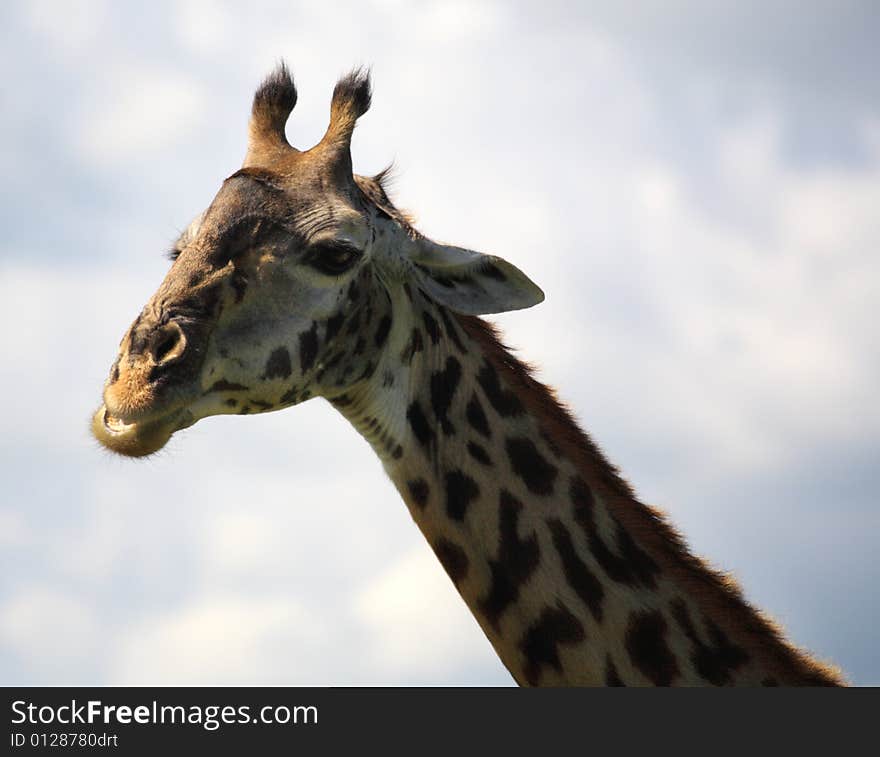 African Giraffe in Kenya Africa