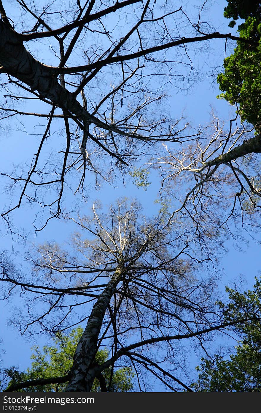 Three birch trees