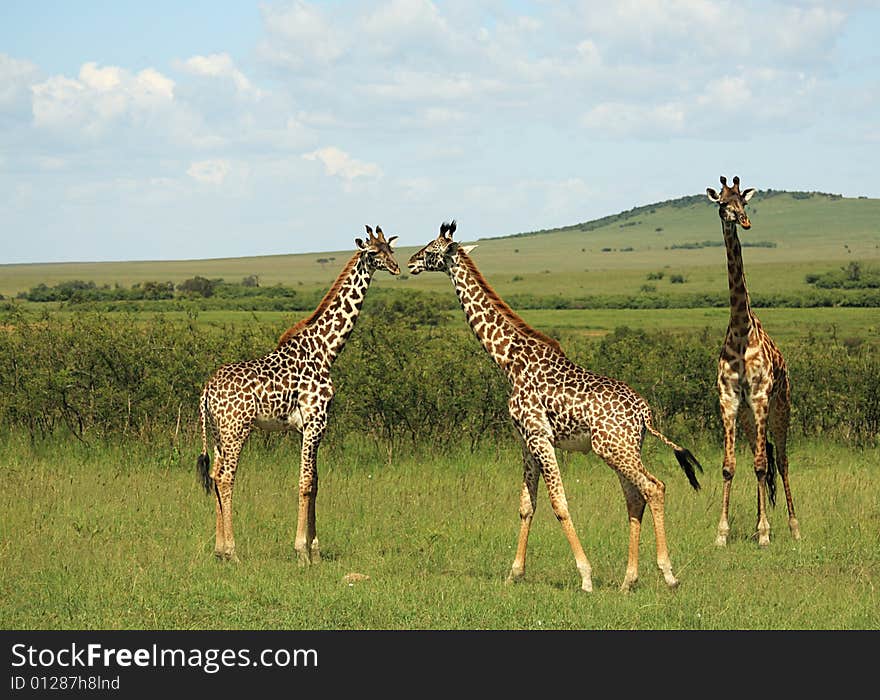 Three African giraffe in Masai Mara Kenya Africa