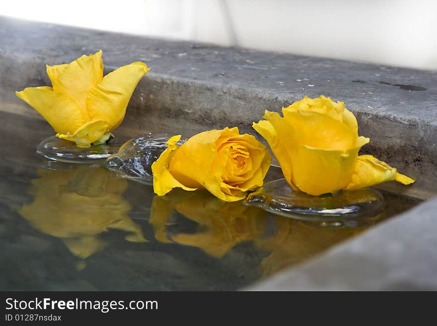 Three yellow roses floating on water. Three yellow roses floating on water