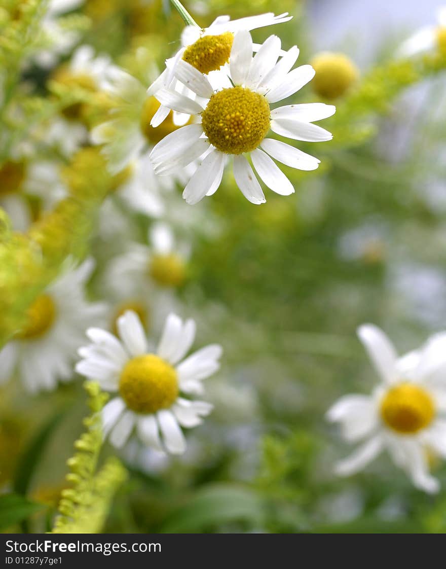 White chamomile on floral background. White chamomile on floral background