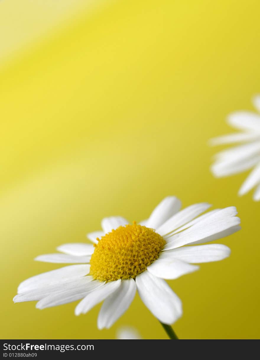 White chamomile on yellow background. White chamomile on yellow background