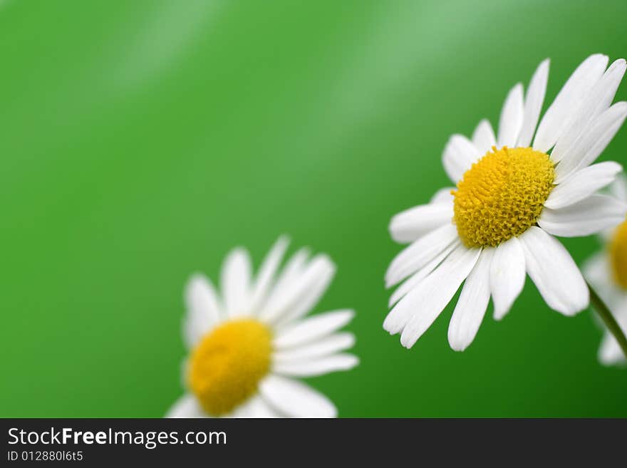 White chamomile on green background. White chamomile on green background