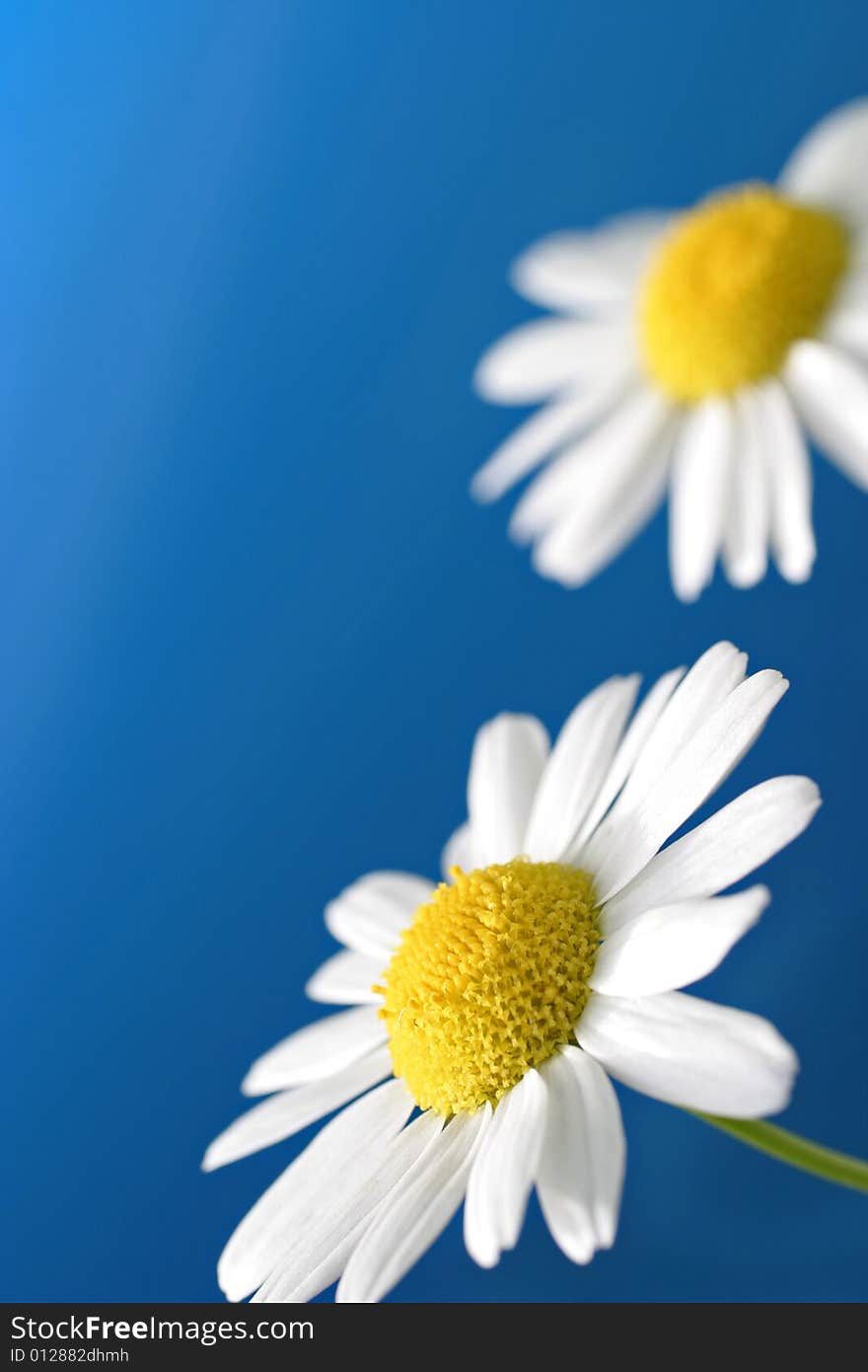 White camomile on blue background