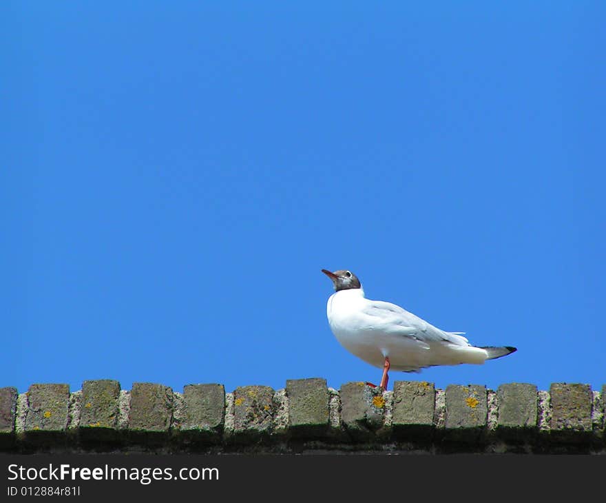 MINOLTA DIGITAL CAMERA, is a white bird on a strong blue sky. MINOLTA DIGITAL CAMERA, is a white bird on a strong blue sky.