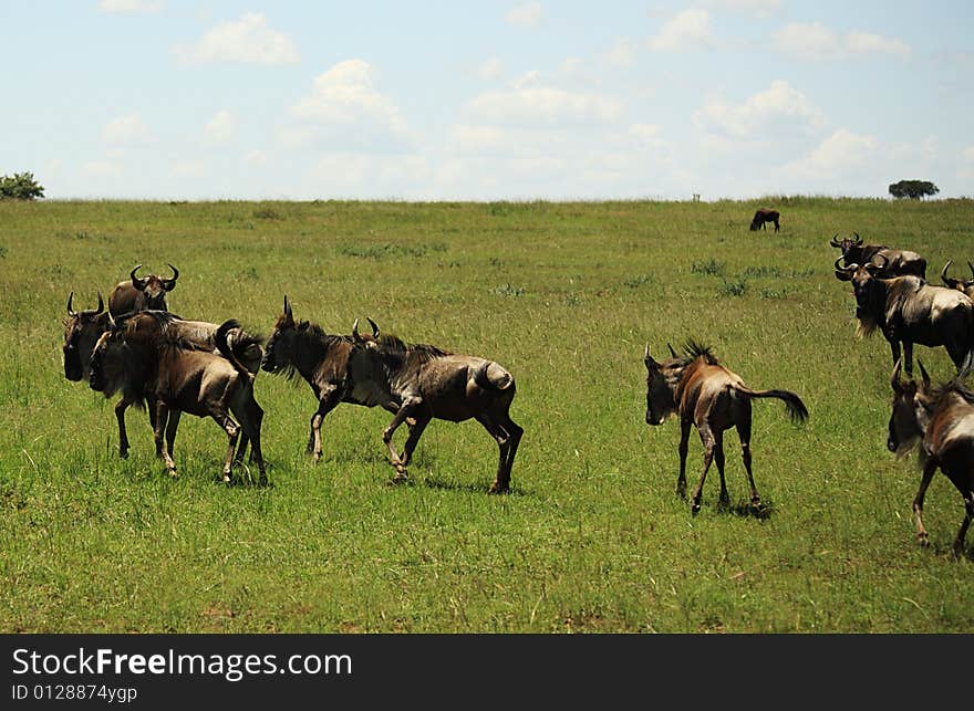 A her of wildebeest running in Kenya Africa. A her of wildebeest running in Kenya Africa