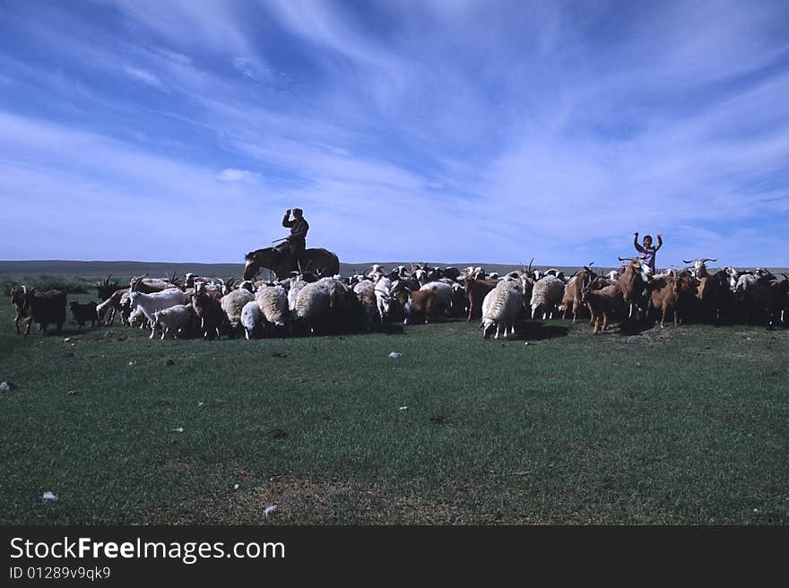 In the summer season is easy to see in the mongolian central plateau this erratics shepherd with their sheep herd. In the summer season is easy to see in the mongolian central plateau this erratics shepherd with their sheep herd.