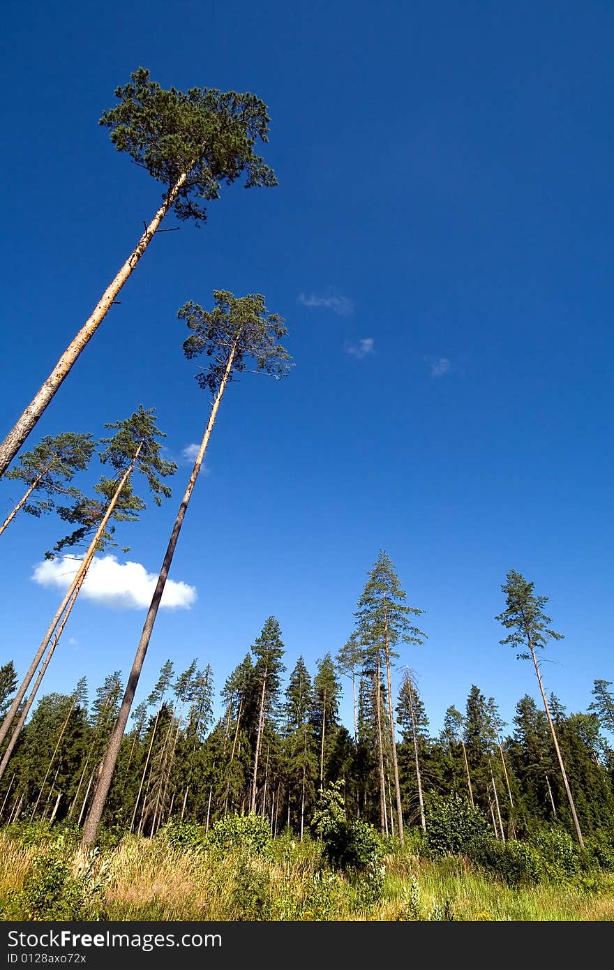 Perspective view of a pine wood on a background of the dark blue sky. Perspective view of a pine wood on a background of the dark blue sky