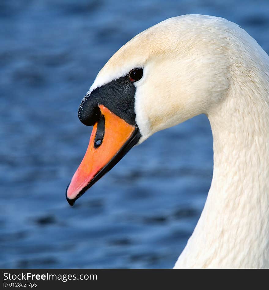 Art Portrait Of A Swan