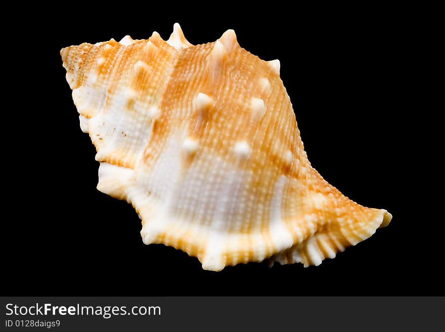 Detail of a conch on the black background