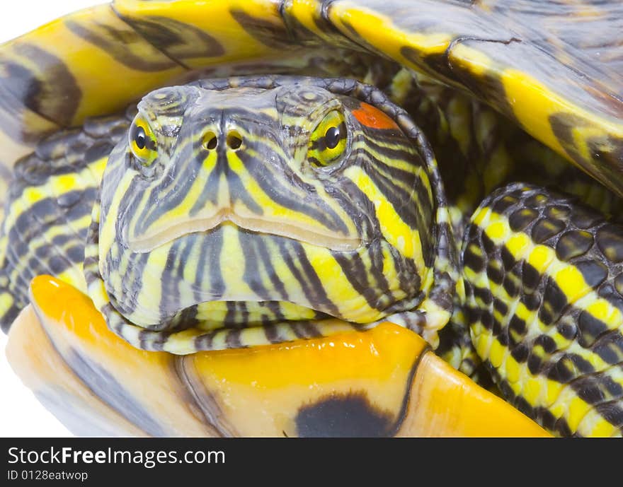 Head and face of a turtle - Pseudemys scripta elegans - close up