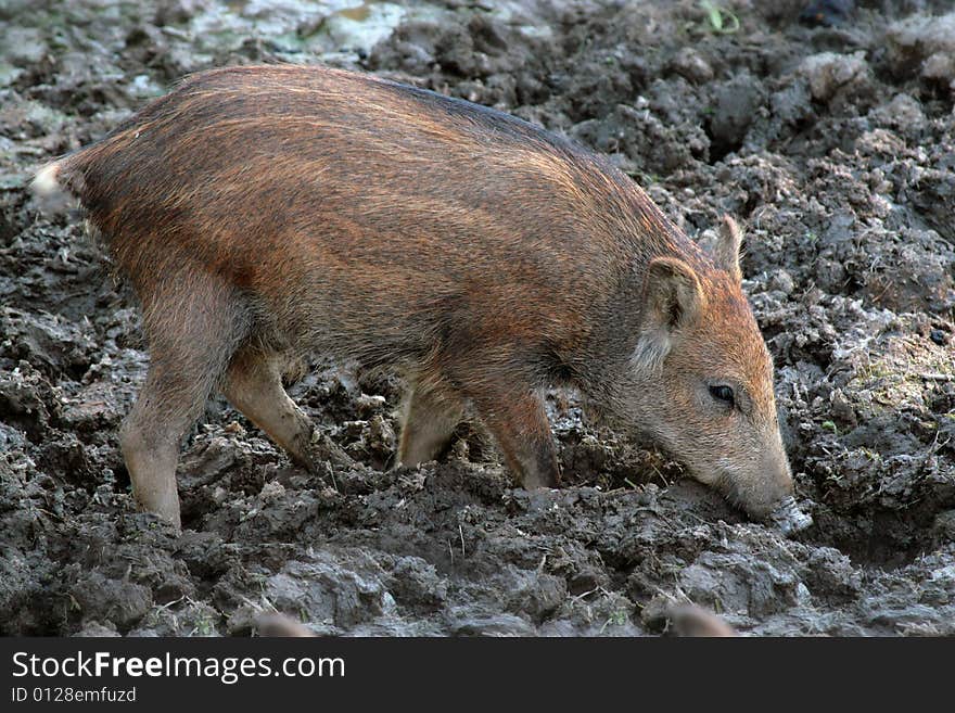 The photograph of small piglets (the wild boar)