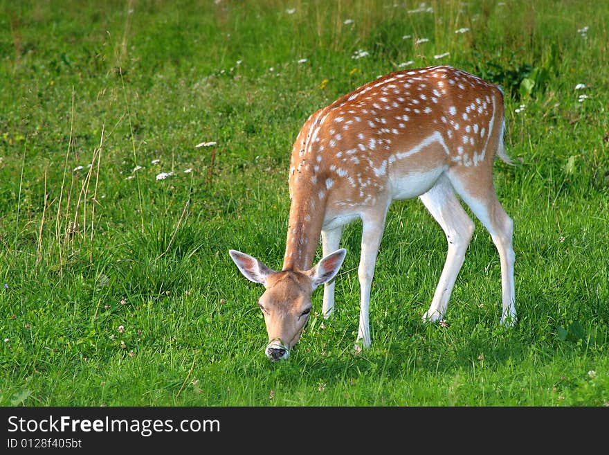 The hind of the fallow deer