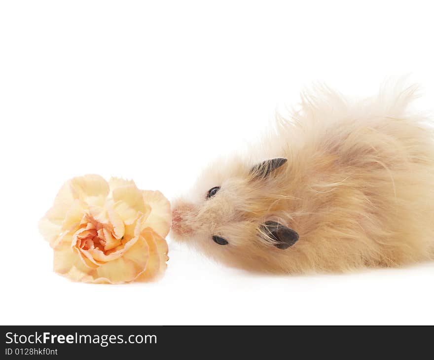 Hamster With Flower