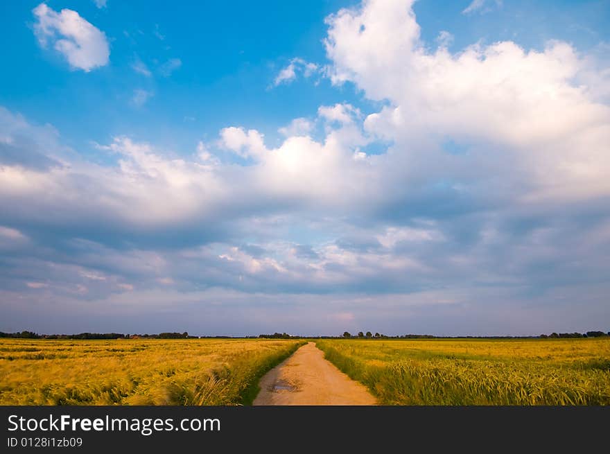 Bright cereal meadow and agriculture farmland with blue sky and clouds and in the middle a country road. Bright cereal meadow and agriculture farmland with blue sky and clouds and in the middle a country road