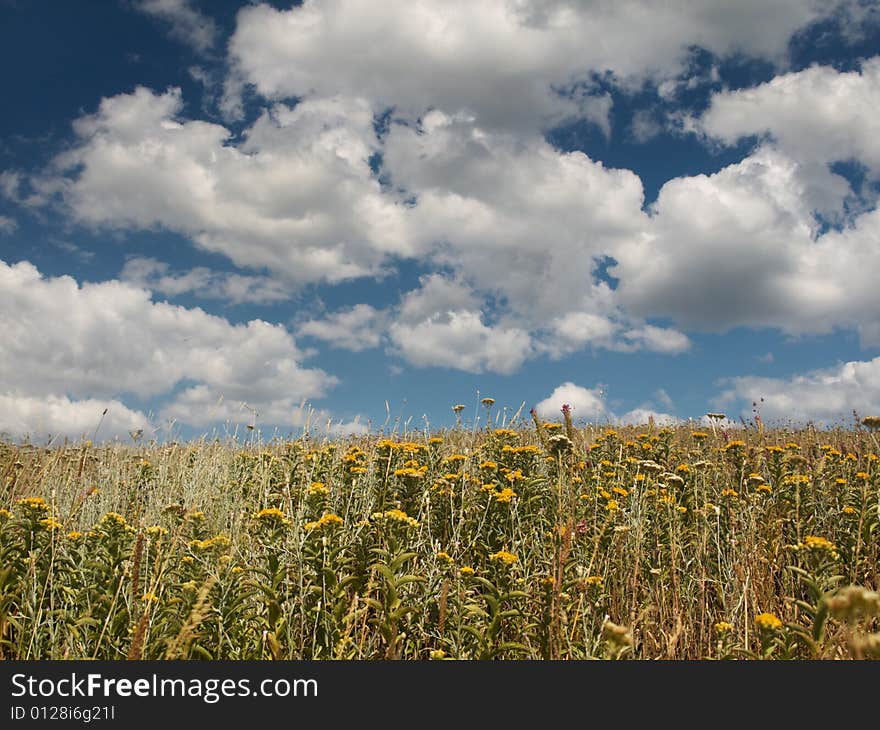 Steppe Field