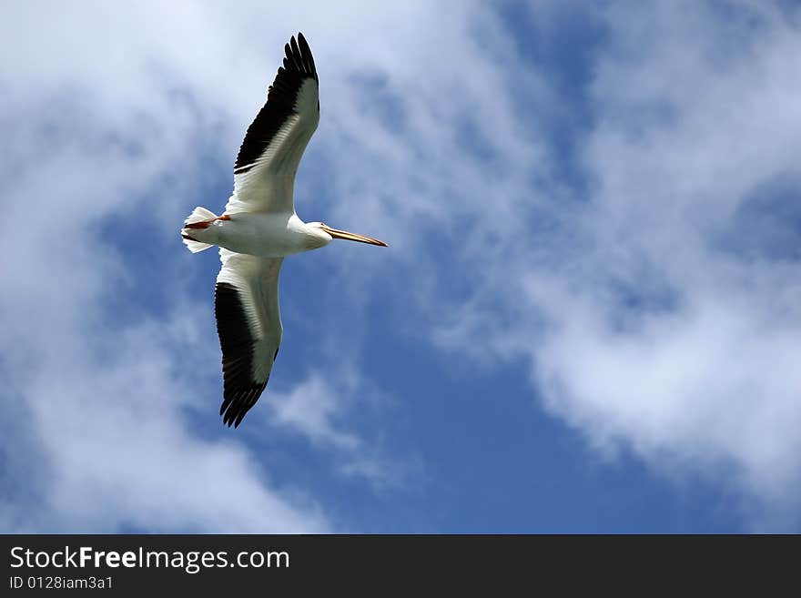 Flying pelican