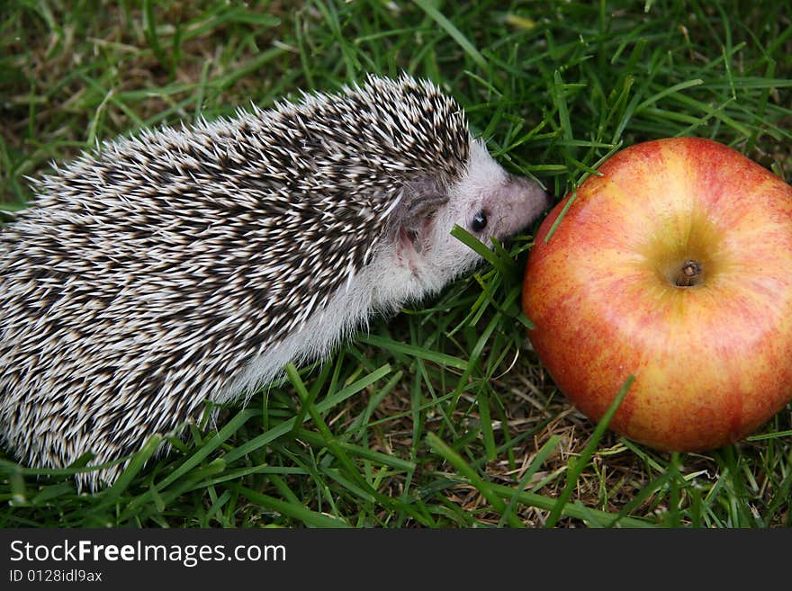 Young hedgehog and an apple