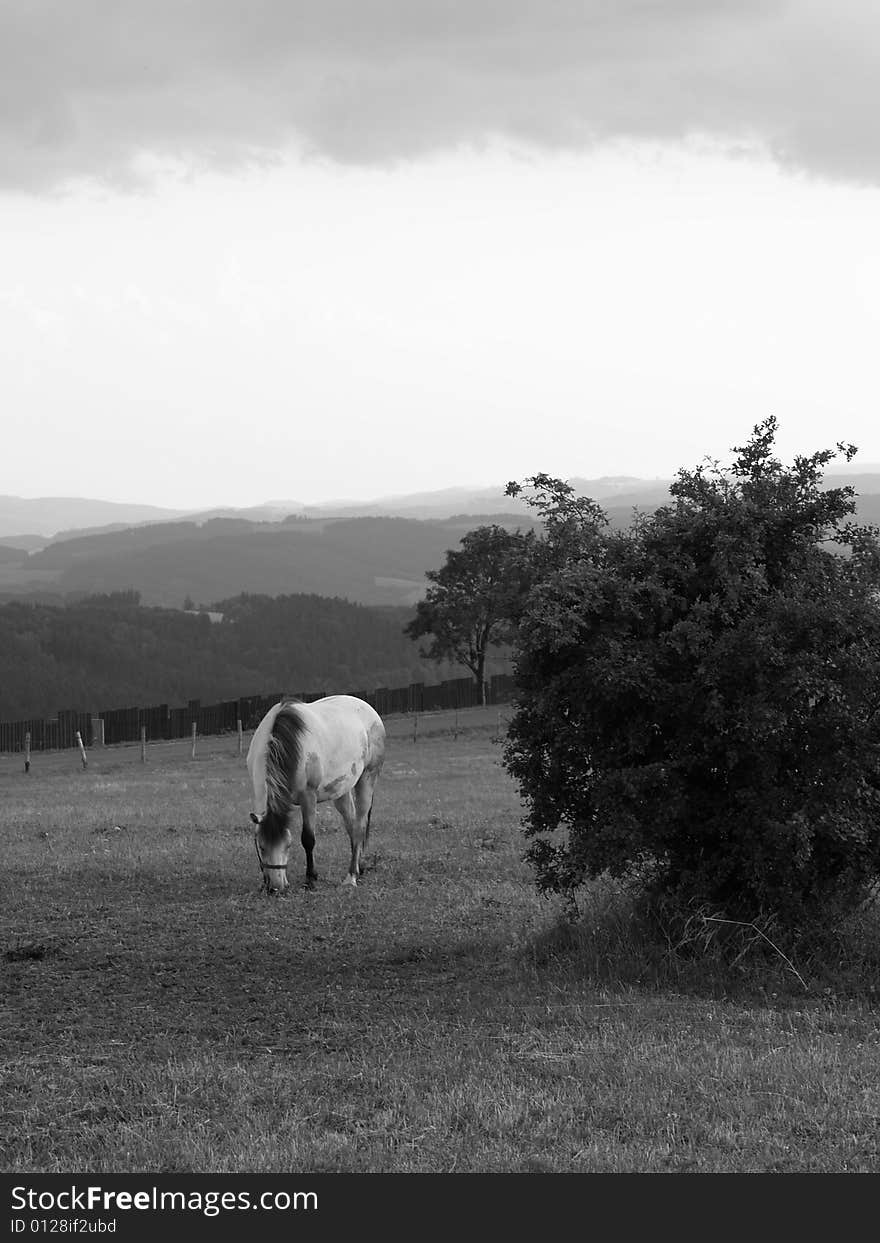 Horse on meadow in black and white