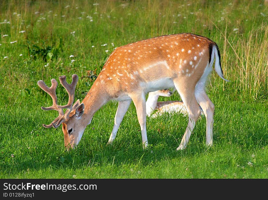 Photo of the fallow deer in the small zoo in Beskid mountains. Photo of the fallow deer in the small zoo in Beskid mountains.