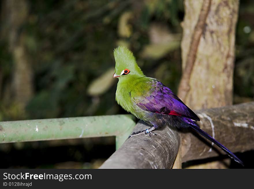 Buffoni Green Turaco sitting on a branch in a tree.