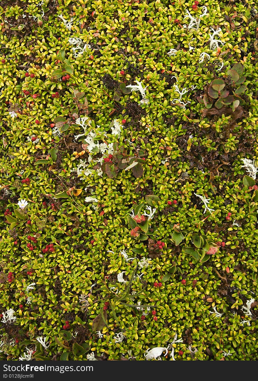 Moss background with cowberries