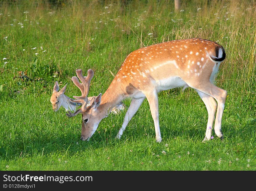 Photo of the fallow deer in the small zoo in Beskid mountains. Photo of the fallow deer in the small zoo in Beskid mountains.