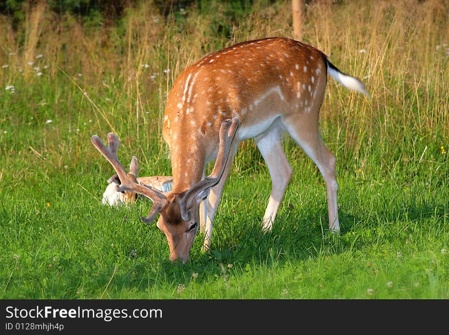 Photo of the fallow deer in the small zoo in Beskid mountains. Photo of the fallow deer in the small zoo in Beskid mountains.