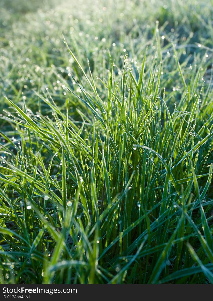 Grass with rime and dew drops in a morning light, selective focus. Grass with rime and dew drops in a morning light, selective focus