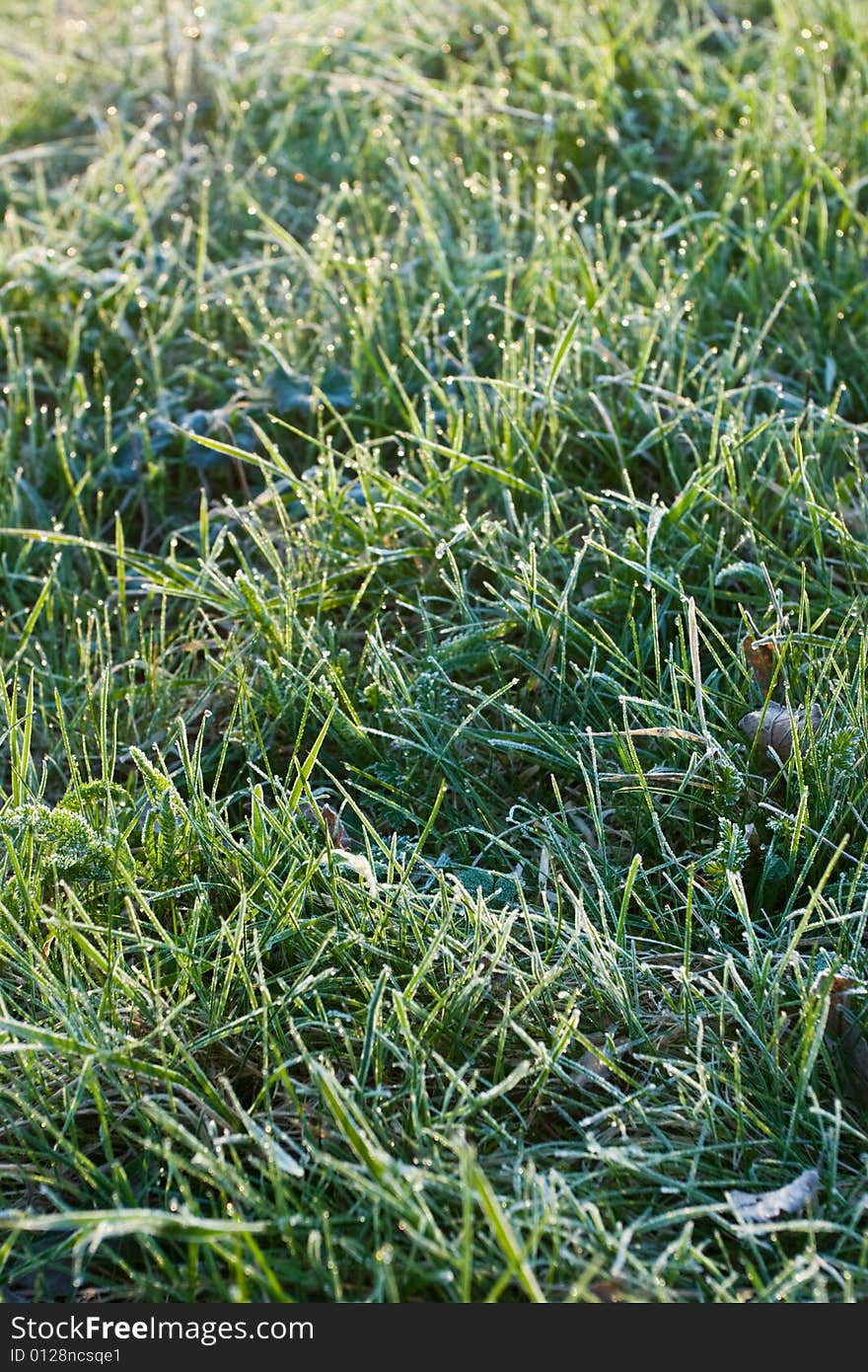 Grass with rime and dew drops in a morning light, selective focus. Grass with rime and dew drops in a morning light, selective focus