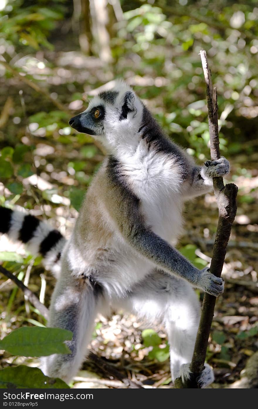 A Ringtail Lemur standing on his hind legs holding on to a stick.