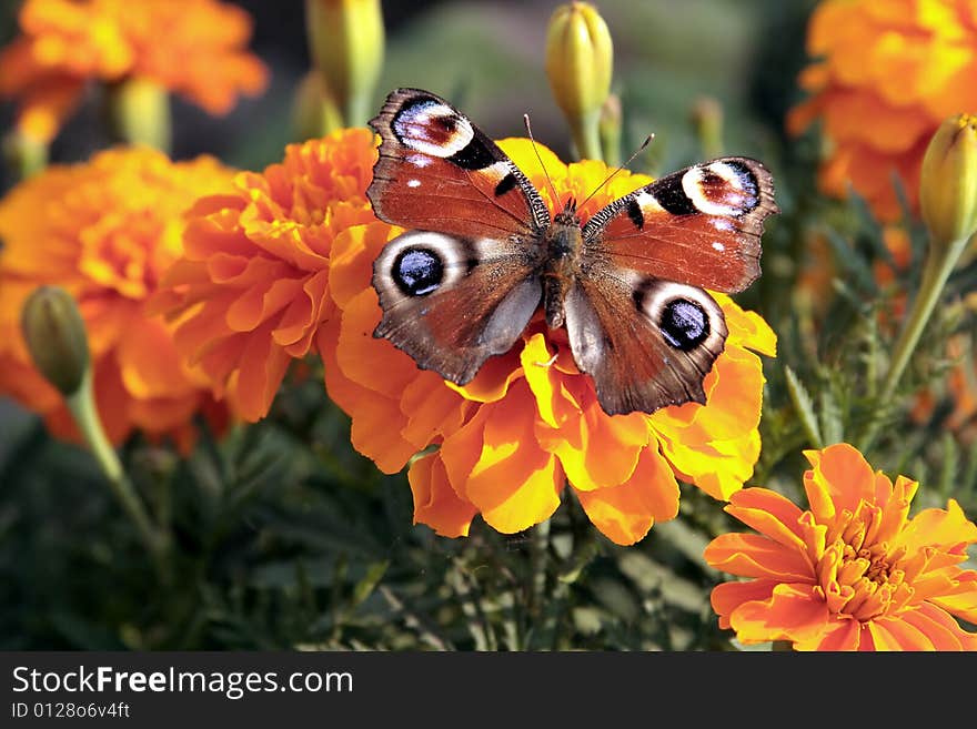 Beautiful butterfly on the yellow flower