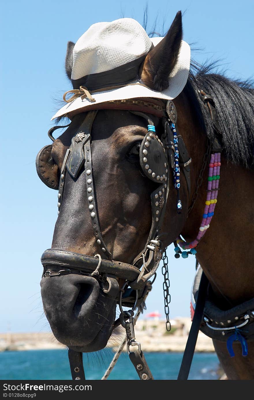 Curious horse in light hat