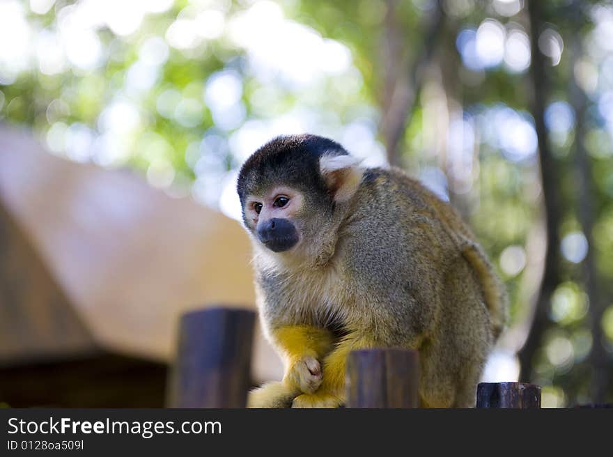 Squirrel monkey