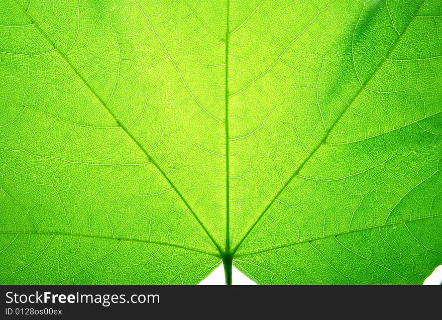 Leaf on a gleam, capillaries of a leaf are visible