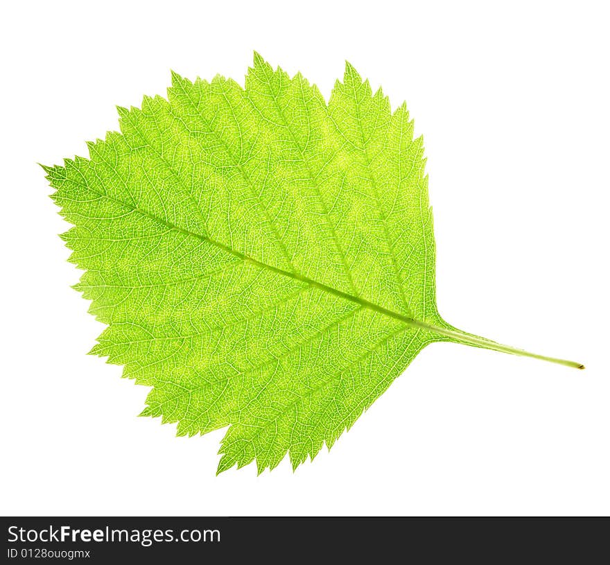 Leaf on a gleam, capillaries of a leaf are visible