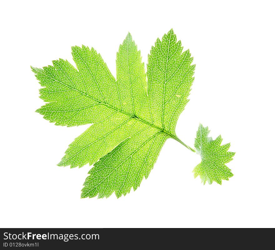 Leaf on a gleam, capillaries of a leaf are visible